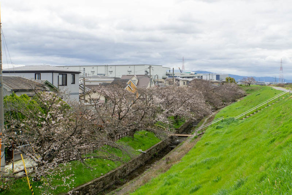 新川桜堤20230324224842