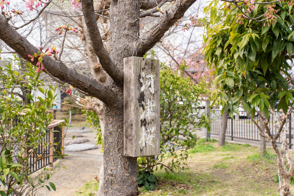 河津桜20240226112306