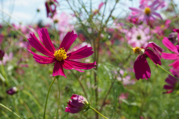 コスモスフォト-202110046