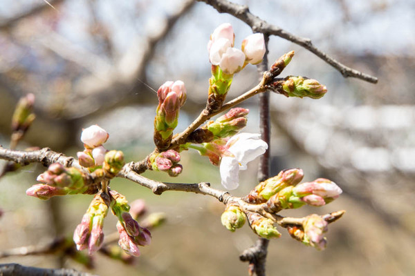 芥川桜堤さくら20230323001136