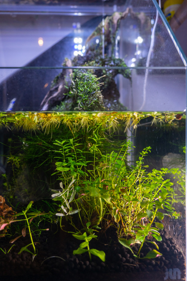 買ってよかった-2212293