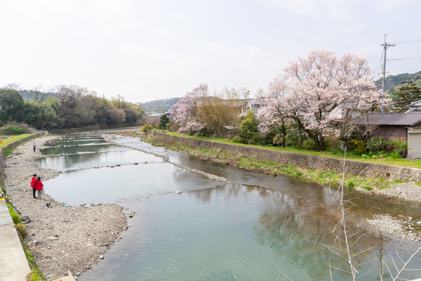 桜-21032912