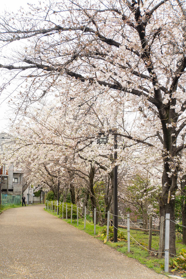 筒井池公園20240402135043