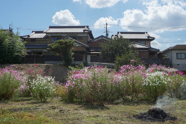 コスモスフォト-202110042