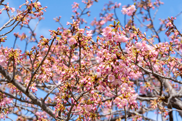 河津桜20240226112522