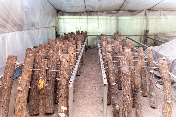 しいたけ狩り20251023095427