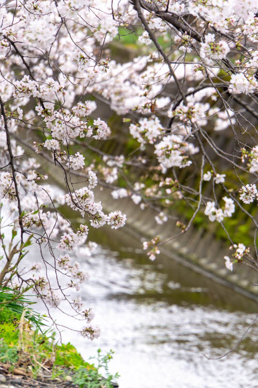 柳川桜20230325002033