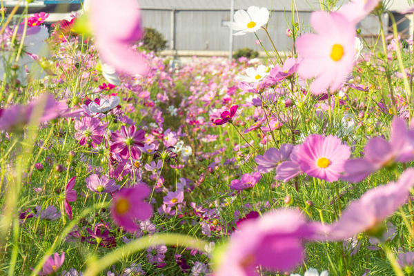 コスモス20211015155756