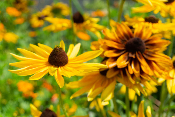 新川ひまわり20210723100933