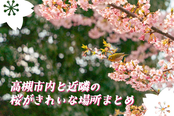桜サムネ2