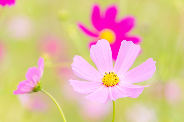 コスモス20251021112537