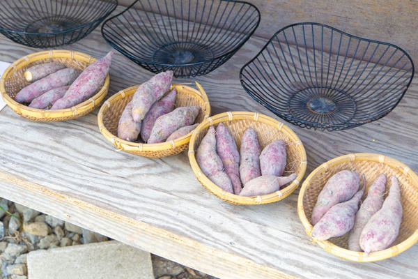 芋掘り20231013141433