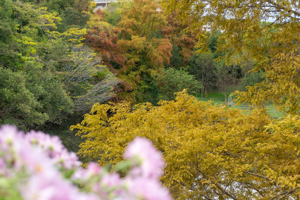 上の池公園紅葉20211112152234