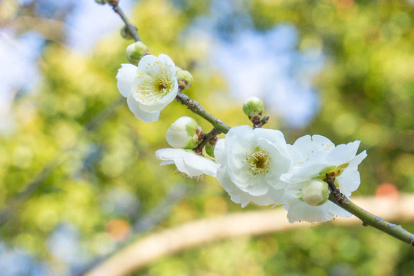 上宮天満宮の梅20220222155312