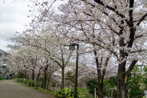 筒井池20230324231526