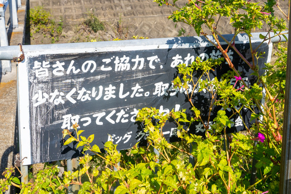 おしろい花-2010274
