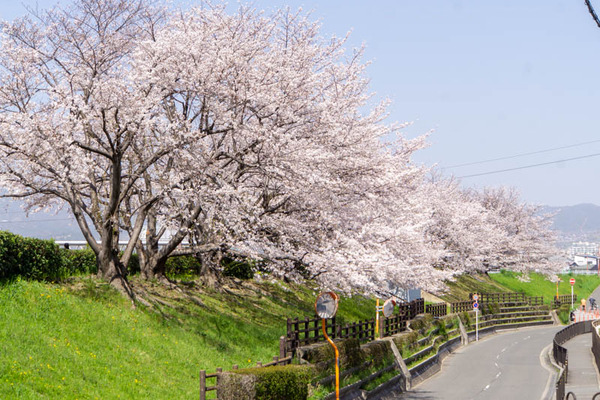 安威さくら20230329224321