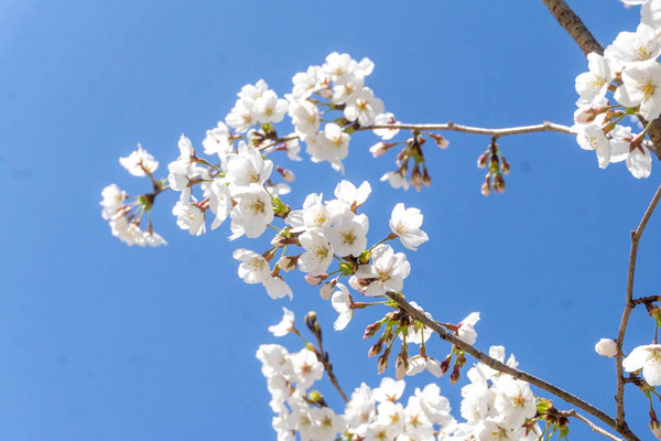桜20230321001125