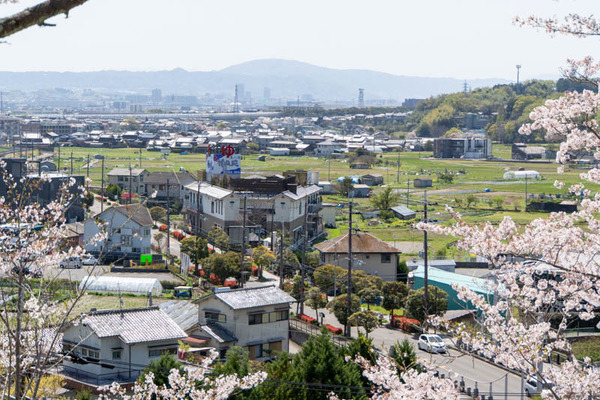 摂津峡桜20240410103551