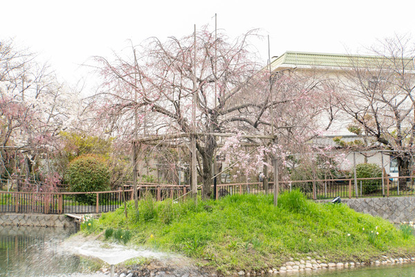 筒井池公園20240402135120