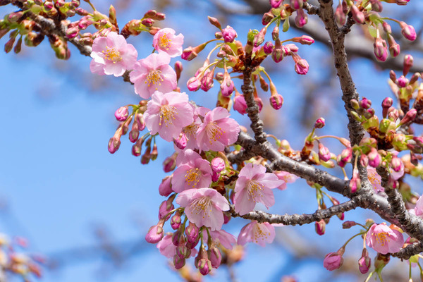河津桜20240226112447