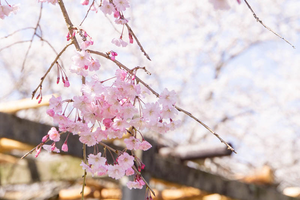 摂津峡20230330012011