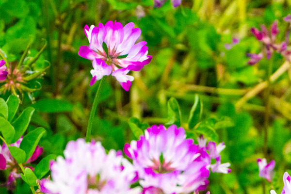 れんげ-202205066