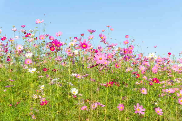 コスモス20211015154313