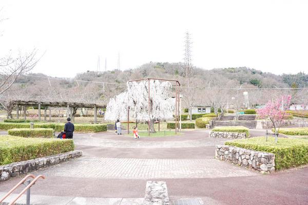 摂津峡公園-2023032187