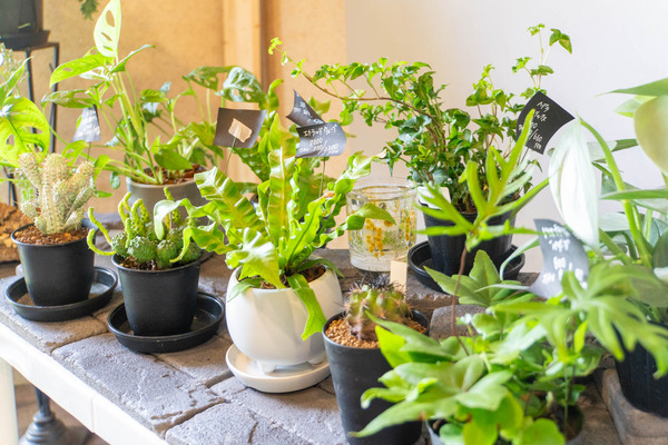 merryplants20240619102521