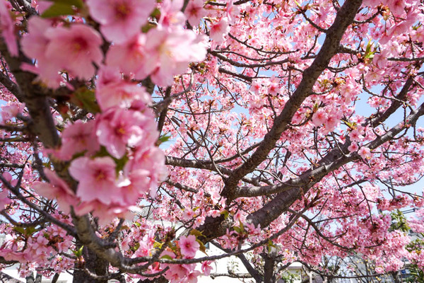 筒井池公園河津桜-2023031110