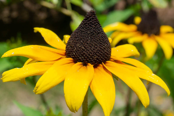 新川ひまわり20210723100742