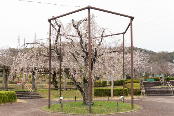 摂津峡20240402165822