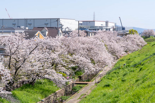 新川堤桜20240410132734