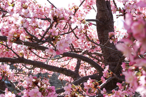 筒井池公園河津桜-202303117