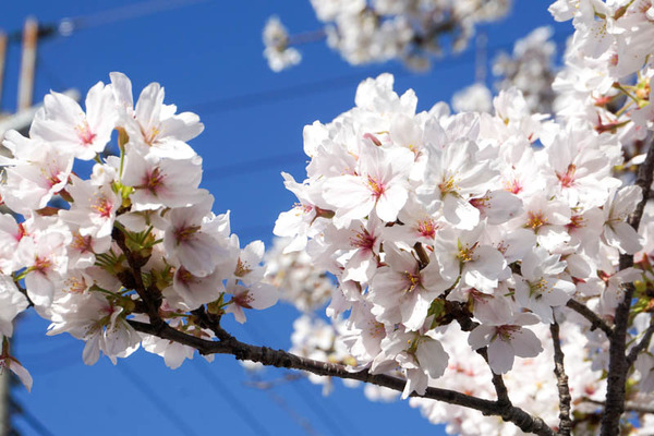 さくら-2023032822