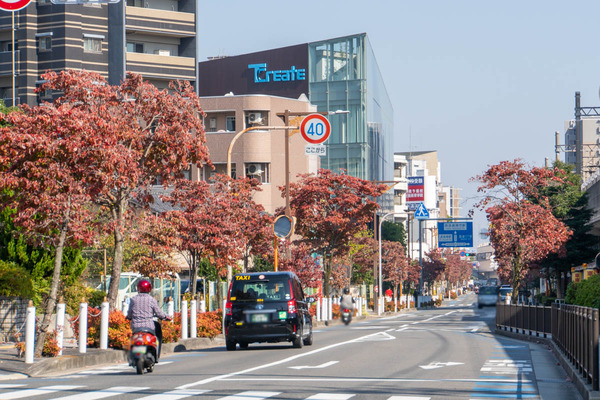 紅葉20231103120219