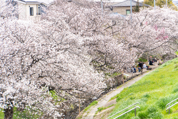 新川堤20250403121711