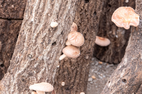 しいたけ狩り20251023100739