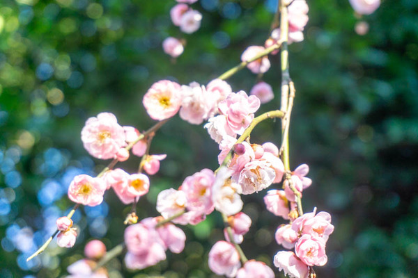 上宮天満宮の梅20220222154803