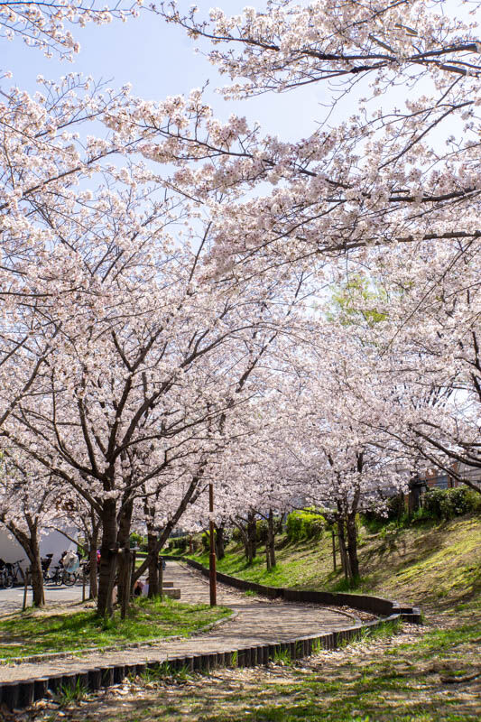 安威さくら20230329224202