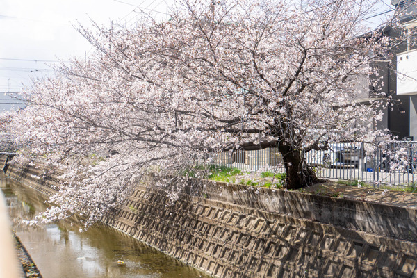 柳川20250403133027