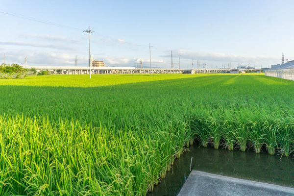 田んぼ20210915171351