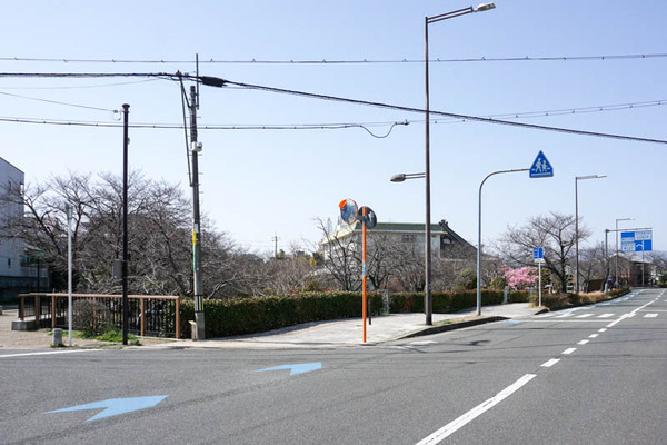 筒井池公園河津桜-2023031112