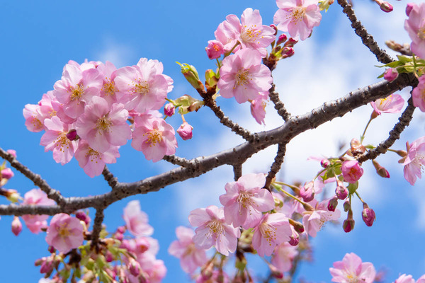 河津桜20240226112501