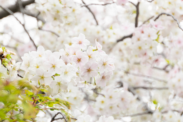 筒井池公園20240402135253