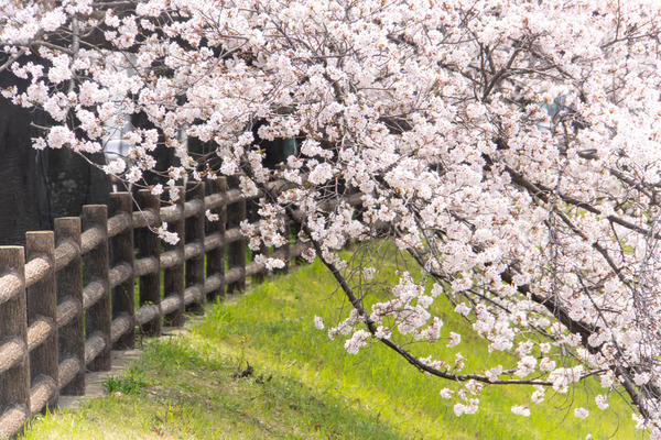 桜堤20250408104754