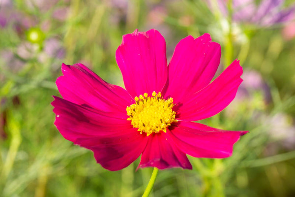 コスモス20211015154642