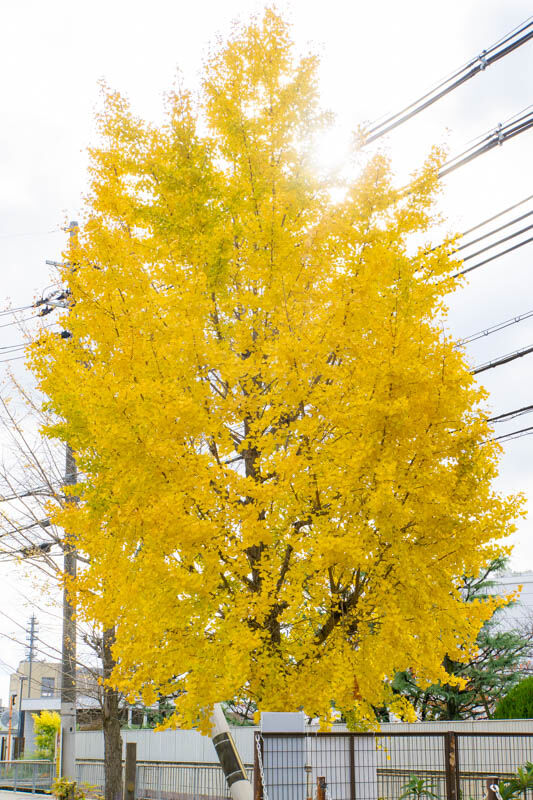 紅葉20221121133745