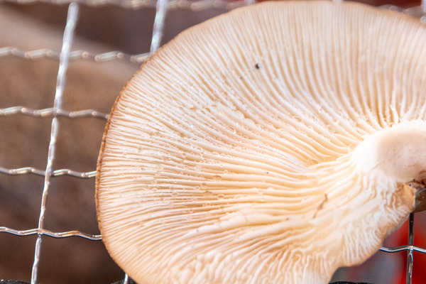 しいたけ狩り20251023105401